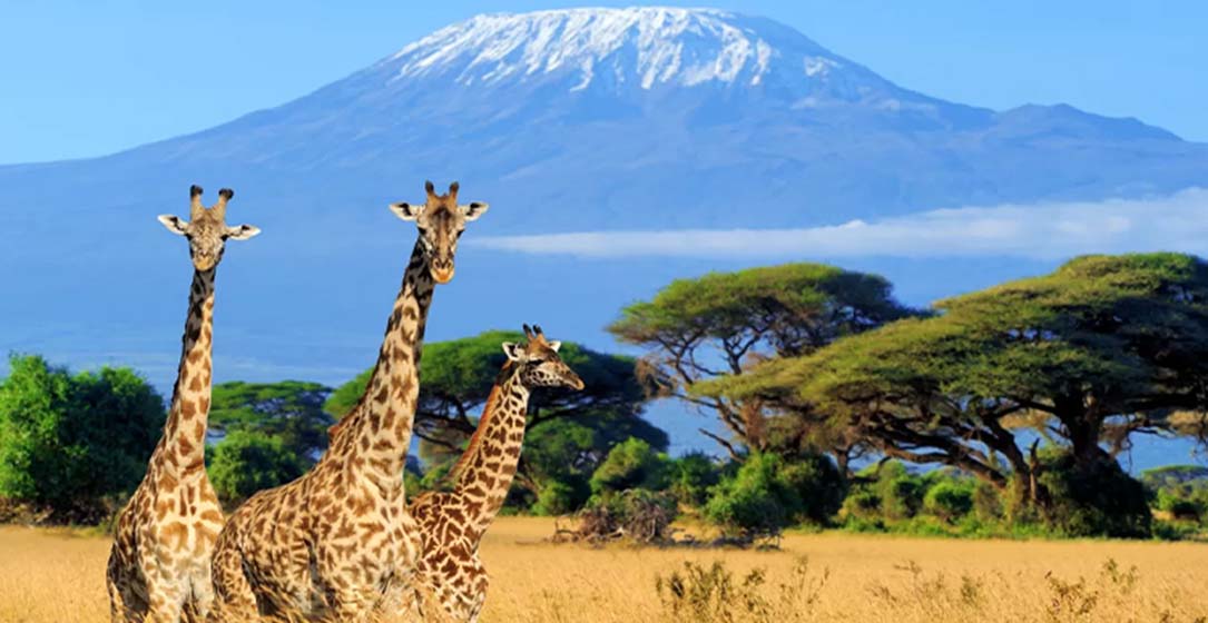 Tanzania, Kenia y Estambul